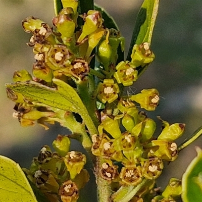 Unidentified Other Shrub at Goulburn, NSW - 10 Sep 2024 by trevorpreston