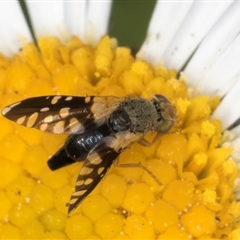 Spathulina acroleuca (A seed fly) at Flynn, ACT - 10 Sep 2024 by kasiaaus