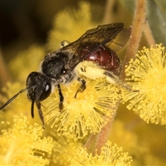 Lasioglossum (Parasphecodes) sp. (genus & subgenus) (Halictid bee) at Melba, ACT - 10 Sep 2024 by kasiaaus