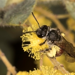 Lasioglossum (Parasphecodes) sp. (genus & subgenus) at Melba, ACT - 10 Sep 2024 12:55 PM