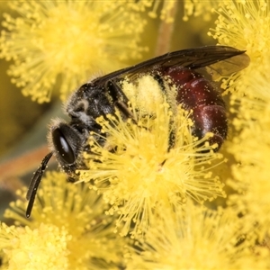 Lasioglossum (Parasphecodes) sp. (genus & subgenus) at Melba, ACT - 10 Sep 2024 12:55 PM