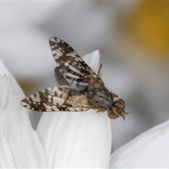 Austrotephritis poenia at Melba, ACT - 10 Sep 2024