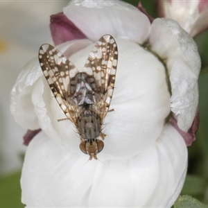 Austrotephritis poenia at Melba, ACT - 10 Sep 2024