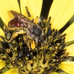 Lasioglossum (Parasphecodes) sp. (genus & subgenus) (Halictid bee) at Melba, ACT - 10 Sep 2024 by kasiaaus