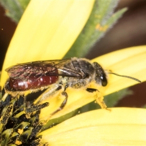 Lasioglossum (Parasphecodes) sp. (genus & subgenus) at Melba, ACT - 10 Sep 2024