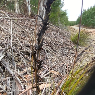 Gahnia subaequiglumis (Bog Saw-sedge) at Brindabella, NSW - 13 Aug 2024 by RAllen