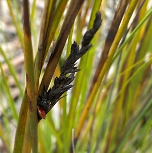 Gahnia subaequiglumis at Brindabella, NSW - 13 Aug 2024 12:59 PM