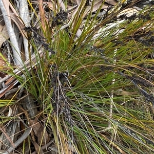 Gahnia subaequiglumis at Brindabella, NSW - 13 Aug 2024