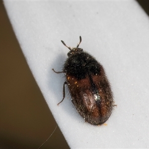 Dermestidae sp. (family) at Melba, ACT - 10 Sep 2024