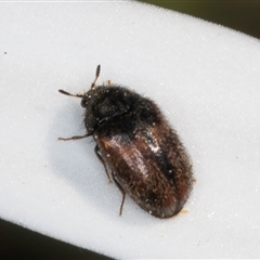 Dermestidae sp. (family) at Melba, ACT - 10 Sep 2024