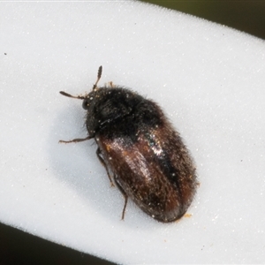 Dermestidae sp. (family) at Melba, ACT - 10 Sep 2024