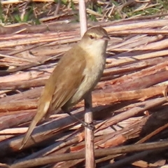Acrocephalus australis (Australian Reed-Warbler) at Parkes, ACT - 10 Sep 2024 by RobParnell