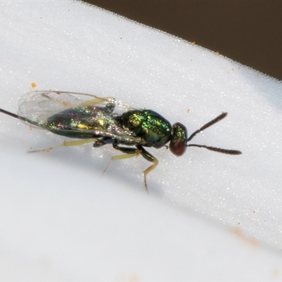 Torymidae (family) (Torymid wasp) at Melba, ACT - 10 Sep 2024 by kasiaaus