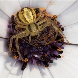 Australomisidia cruentata at Melba, ACT - 10 Sep 2024