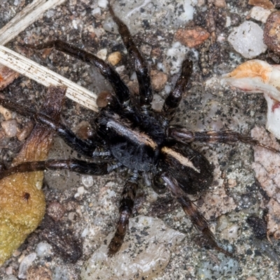 Lycosidae (family) (Unidentified wolf spider) at Melba, ACT - 10 Sep 2024 by kasiaaus