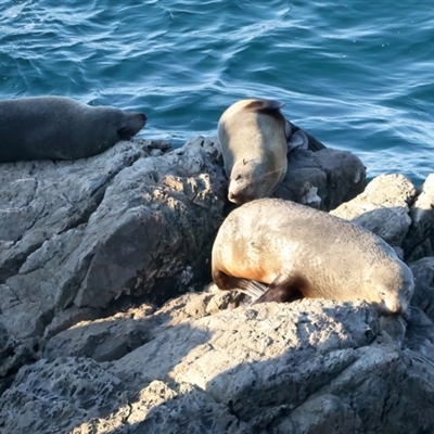 Arctocephalus pusillus doriferus (Australian Fur-seal) at Guerilla Bay, NSW - 1 Sep 2024 by jb2602