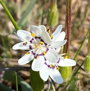 Wurmbea dioica subsp. dioica at Molonglo, ACT - 10 Sep 2024 07:20 PM