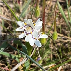 Wurmbea dioica subsp. dioica at Molonglo, ACT - 10 Sep 2024 07:20 PM