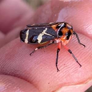 Eurymeloides pulchra at Molonglo, ACT - 10 Sep 2024