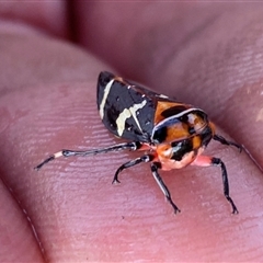 Eurymeloides pulchra at Molonglo, ACT - 10 Sep 2024