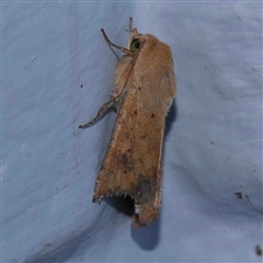 Helicoverpa (genus) (A bollworm) at Turner, ACT - 6 Sep 2024 by ConBoekel