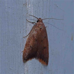 Tachystola acroxantha at Turner, ACT - 6 Sep 2024 10:47 PM