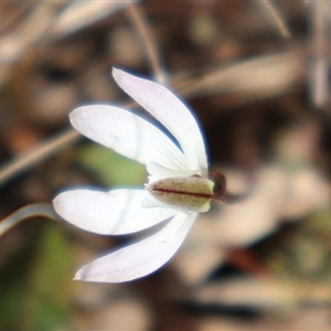 Caladenia fuscata at Bruce, ACT - suppressed