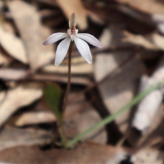 Caladenia fuscata at Bruce, ACT - suppressed