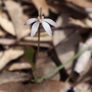 Caladenia fuscata at Bruce, ACT - suppressed