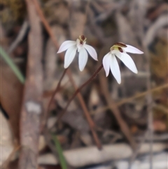 Caladenia fuscata at Bruce, ACT - suppressed