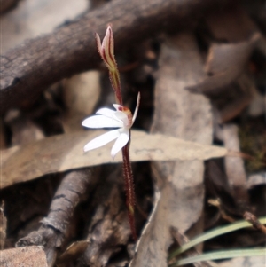 Caladenia fuscata at Bruce, ACT - suppressed