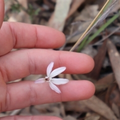 Caladenia fuscata at Bruce, ACT - suppressed