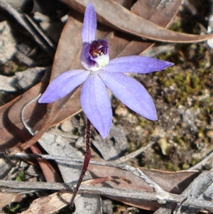 Cyanicula caerulea at Aranda, ACT - suppressed