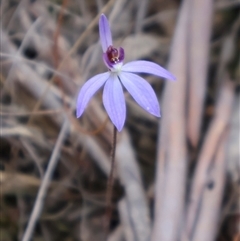 Cyanicula caerulea at Aranda, ACT - suppressed