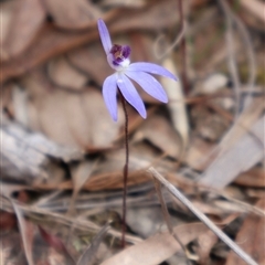 Cyanicula caerulea at Aranda, ACT - suppressed