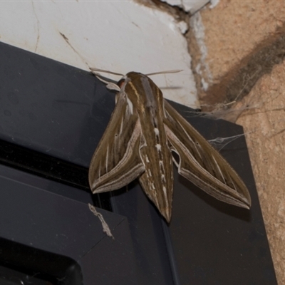 Hippotion celerio (Vine Hawk Moth) at Higgins, ACT - 10 Sep 2024 by AlisonMilton