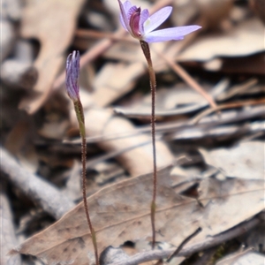 Cyanicula caerulea at Aranda, ACT - suppressed