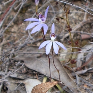 Cyanicula caerulea at Aranda, ACT - suppressed