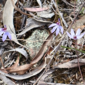 Cyanicula caerulea at Aranda, ACT - suppressed