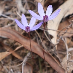 Cyanicula caerulea at Aranda, ACT - suppressed