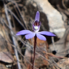 Cyanicula caerulea at Aranda, ACT - suppressed