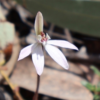 Caladenia fuscata (Dusky Fingers) at Bruce, ACT - 8 Sep 2024 by Clarel