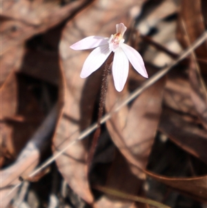 Caladenia fuscata at Bruce, ACT - 8 Sep 2024