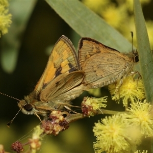 Ocybadistes walkeri at Higgins, ACT - 3 Sep 2024 03:58 PM