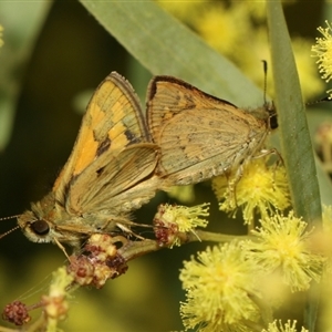 Ocybadistes walkeri at Higgins, ACT - 3 Sep 2024