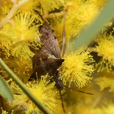 Oechalia schellenbergii (Spined Predatory Shield Bug) at Higgins, ACT - 3 Sep 2024 by AlisonMilton