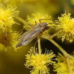 Chironomidae (family) (Non-biting Midge) at Higgins, ACT - 10 Sep 2024 by AlisonMilton