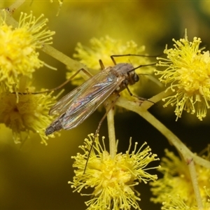 Chironomidae (family) at Higgins, ACT - 10 Sep 2024 07:14 PM