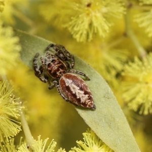 Opisthoncus serratofasciatus at Higgins, ACT - 10 Sep 2024 12:27 PM