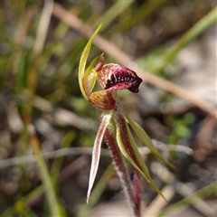 Caladenia actensis (Canberra Spider Orchid) at Kenny, ACT by RobG1